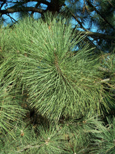 Load image into Gallery viewer, Coulter Pine | Lot of 30 Tree Seedlings | The Jonsteen Company