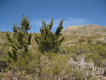 Load image into Gallery viewer, Cuyamaca Cypress | Medium Tree Seedling | The Jonsteen Company