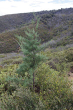 Load image into Gallery viewer, Cuyamaca Cypress | Medium Tree Seedling | The Jonsteen Company