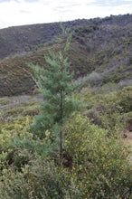 Load image into Gallery viewer, Cuyamaca Cypress | Lot of 30 Tree Seedlings | The Jonsteen Company