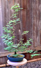 Load image into Gallery viewer, Jurassic Tree | Dawn Redwood | Seed Grow Kit | The Jonsteen Company