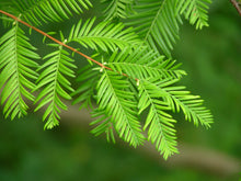 Load image into Gallery viewer, Dawn Redwood | Small Tree Seedling | The Jonsteen Company