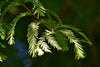 Arbor Day | Dawn Redwood | The Jonsteen Company