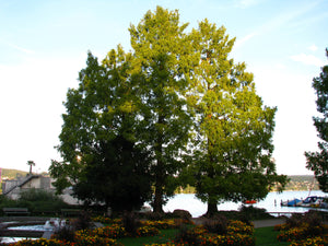 Dawn Redwood | Medium Tree Seedling | The Jonsteen Company