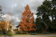 Load image into Gallery viewer, Dawn Redwood | Small Tree Seedling | The Jonsteen Company