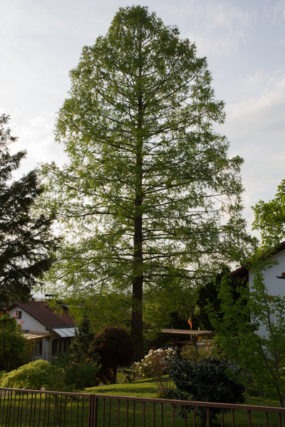 Jurassic Tree | Dawn Redwood | Seed Grow Kit | The Jonsteen Company