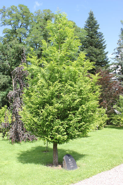 Jurassic Tree | Dawn Redwood | Seed Grow Kit | The Jonsteen Company