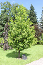 Load image into Gallery viewer, Dawn Redwood | Small Tree Seedling | The Jonsteen Company