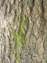 Load image into Gallery viewer, Deodar Cedar | Lot of 30 Tree Seedlings | The Jonsteen Company