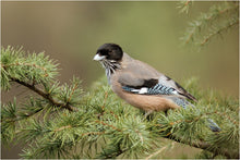 Load image into Gallery viewer, Deodar Cedar | Medium Tree Seedling | The Jonsteen Company