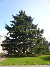 Load image into Gallery viewer, Deodar Cedar | Lot of 30 Tree Seedlings | The Jonsteen Company