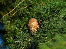 Load image into Gallery viewer, Deodar Cedar | Lot of 30 Tree Seedlings | The Jonsteen Company