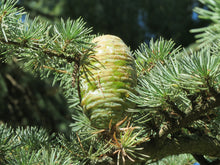 Load image into Gallery viewer, Deodar Cedar | Lot of 30 Tree Seedlings | The Jonsteen Company