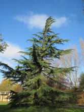 Load image into Gallery viewer, Deodar Cedar | Lot of 30 Tree Seedlings | The Jonsteen Company