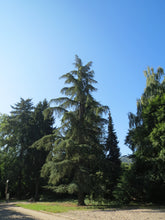 Load image into Gallery viewer, Deodar Cedar | Lot of 30 Tree Seedlings | The Jonsteen Company