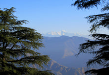 Load image into Gallery viewer, Deodar Cedar | Medium Tree Seedling | The Jonsteen Company