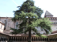 Load image into Gallery viewer, Deodar Cedar | Lot of 30 Tree Seedlings | The Jonsteen Company