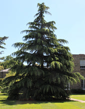 Load image into Gallery viewer, Deodar Cedar | Lot of 30 Tree Seedlings | The Jonsteen Company