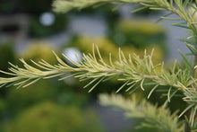Load image into Gallery viewer, Deodar Cedar | Lot of 30 Tree Seedlings | The Jonsteen Company