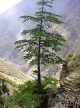 Load image into Gallery viewer, Deodar Cedar | Lot of 30 Tree Seedlings | The Jonsteen Company