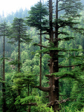 Load image into Gallery viewer, Deodar Cedar | Medium Tree Seedling | The Jonsteen Company