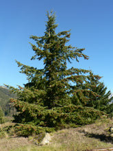 Load image into Gallery viewer, Douglas Fir | Small Tree Seedling | The Jonsteen Company
