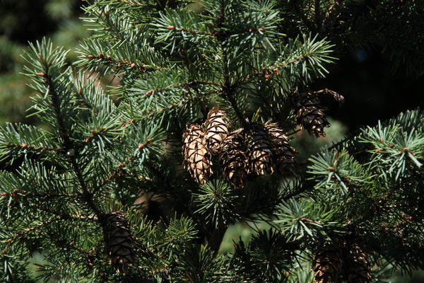 Christmas Tree | Douglas Fir | The Jonsteen Company