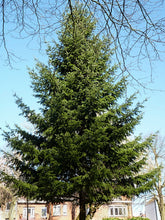Load image into Gallery viewer, Douglas Fir | Small Tree Seedling | The Jonsteen Company