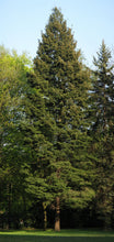 Load image into Gallery viewer, Living Christmas Tree | Douglas-Fir