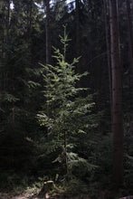 Load image into Gallery viewer, Douglas Fir | Mini-Grow Kit | The Jonsteen Company