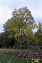 Load image into Gallery viewer, Eastern Black Walnut | Medium Tree Seedling | The Jonsteen Company