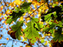 Load image into Gallery viewer, Eastern Black Oak | Medium Tree Seedling