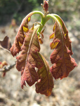 Load image into Gallery viewer, Eastern Black Oak | Medium Tree Seedling