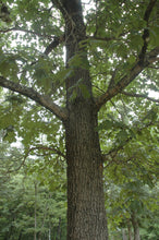 Load image into Gallery viewer, Eastern Black Oak | Medium Tree Seedling