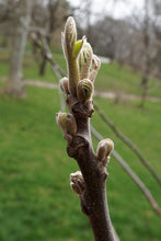 Load image into Gallery viewer, Eastern Black Walnut | Medium Tree Seedling | The Jonsteen Company