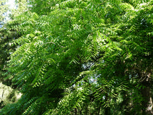 Load image into Gallery viewer, Eastern Black Walnut | Medium Tree Seedling | The Jonsteen Company