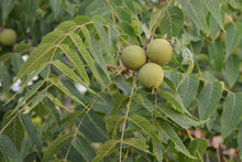 Load image into Gallery viewer, Eastern Black Walnut | Medium Tree Seedling | The Jonsteen Company