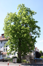 Load image into Gallery viewer, Eastern Black Walnut | Medium Tree Seedling | The Jonsteen Company