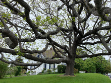Load image into Gallery viewer, Eastern Black Walnut | Medium Tree Seedling | The Jonsteen Company