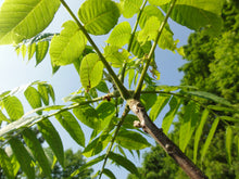 Load image into Gallery viewer, Eastern Black Walnut | Medium Tree Seedling | The Jonsteen Company