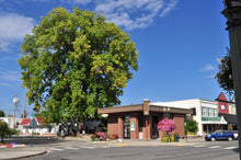 Load image into Gallery viewer, Eastern Black Walnut | Medium Tree Seedling | The Jonsteen Company