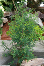 Load image into Gallery viewer, Eastern Redcedar | Mini-Grow Kit | The Jonsteen Company
