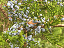 Load image into Gallery viewer, Eastern Redcedar | The Jonsteen Company