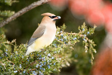 Load image into Gallery viewer, Eastern Redcedar | Mini-Grow Kit | The Jonsteen Company