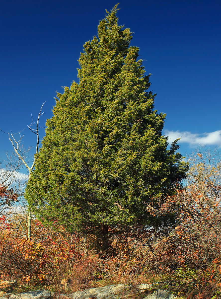 planting cedar trees from seeds Eastern Redcedar