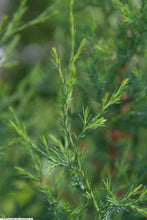 Load image into Gallery viewer, Eastern Redcedar | Lot of 30 Tree Seedlings | The Jonsteen Company