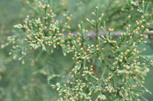 Load image into Gallery viewer, Eastern Redcedar | Small Tree Seedling | The Jonsteen Company