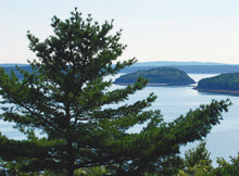 Load image into Gallery viewer, Eastern White Pine | The Jonsteen Company