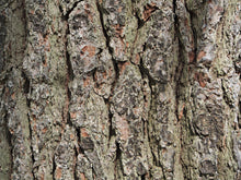 Load image into Gallery viewer, Eastern White Pine | The Jonsteen Company