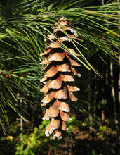 Load image into Gallery viewer, Eastern White Pine | The Jonsteen Company